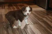 Reggie, a male Australian Shepherd for sale in Fair Play, MO – Photo 1 of 10