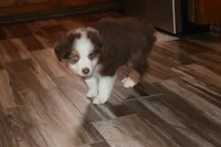 Reggie, a male Australian Shepherd for sale in Fair Play, MO – Photo 3 of 10