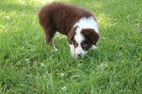 Serena, a female Australian Shepherd for sale in Fair Play, MO – 4 of 10