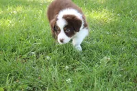 Serena, a female Australian Shepherd for sale in Fair Play, MO – 3 of 10