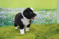 Lucky, a male Australian Shepherd for sale in Fair Play, MO – 3 of 7