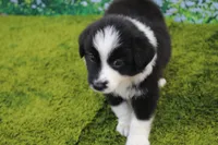 Lucky, a male Australian Shepherd for sale in Fair Play, MO – 1 of 7