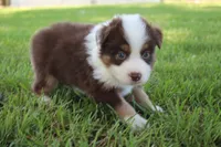 Smith, a male Australian Shepherd for sale in Fair Play, MO – 6 of 10
