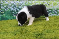 Levi, a male Australian Shepherd for sale in Fair Play, MO – 2 of 3