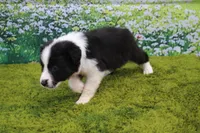 Louie, a male Australian Shepherd for sale in Fair Play, MO – 4 of 6