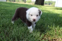 Sheldon, a male Australian Shepherd for sale in Fair Play, MO – 8 of 8