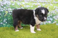 Leo, a male Australian Shepherd for sale in Fair Play, MO – 3 of 5
