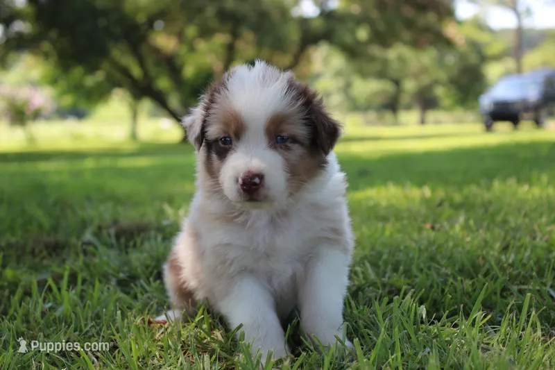 Skyla – Australian Shepherd puppy for sale in Fair Play, MO