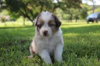 Skyla, a female Australian Shepherd for sale in Fair Play, MO – 1 of 6