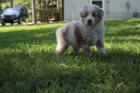 Sassy, a female Australian Shepherd for sale in Fair Play, MO – 2 of 6