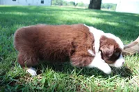 Serena, a female Australian Shepherd for sale in Fair Play, MO – 4 of 6
