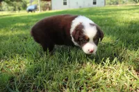 Serena, a female Australian Shepherd for sale in Fair Play, MO – 5 of 6