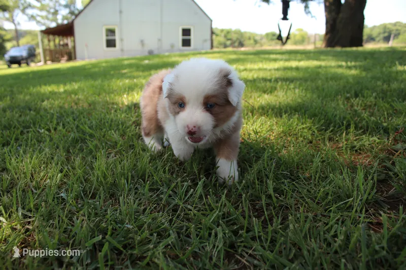 Sienna – Australian Shepherd puppy for sale in Fair Play, MO