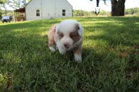 Sienna, a female Australian Shepherd for sale in Fair Play, MO – 1 of 4