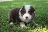 Smith, a male Australian Shepherd for sale in Fair Play, MO – 9 of 10