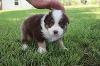 Smith, a male Australian Shepherd for sale in Fair Play, MO – 2 of 10