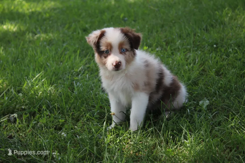Skyla – Australian Shepherd puppy for sale in Fair Play, MO