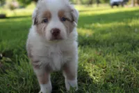 Sassy, a female Australian Shepherd for sale in Fair Play, MO – 5 of 6