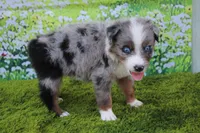 Loki, a male Australian Shepherd for sale in Fair Play, MO – 5 of 5
