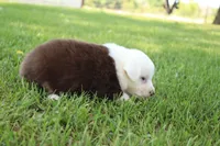 Sheldon, a male Australian Shepherd for sale in Fair Play, MO – 3 of 8