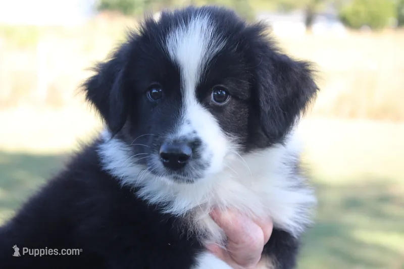 Lucky – Australian Shepherd puppy for sale in Fair Play, MO