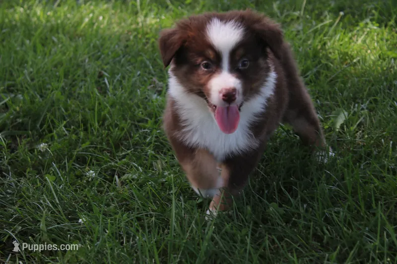 Shelby – Australian Shepherd puppy for sale in Fair Play, MO