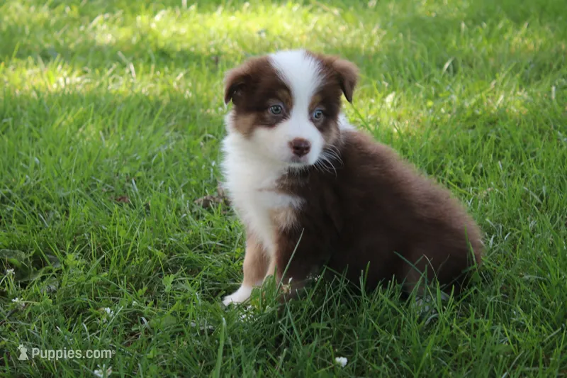 Smith – Australian Shepherd puppy for sale in Fair Play, MO
