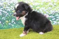 Leo, a male Australian Shepherd for sale in Fair Play, MO – 5 of 5
