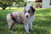 Skyla, a female Australian Shepherd for sale in Fair Play, MO – 6 of 6
