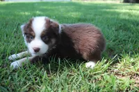 Smith, a male Australian Shepherd for sale in Fair Play, MO – 8 of 10