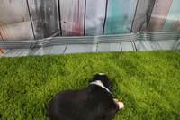 Delta, a female Australian Shepherd for sale in Fair Play, MO – Photo 2 of 10