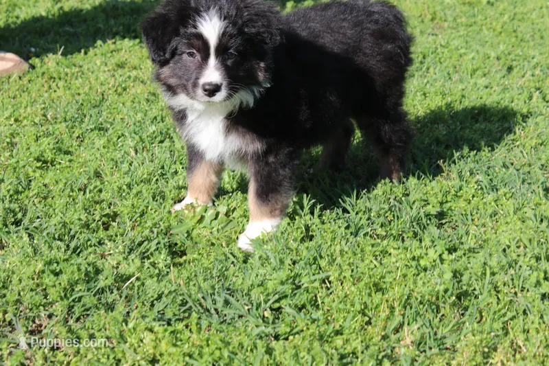 Delta, a female Australian Shepherd for sale in Fair Play, MO – Photo 1 of 10