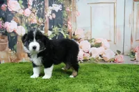Delta, a female Australian Shepherd for sale in Fair Play, MO – Photo 8 of 10