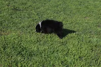 Delta, a female Australian Shepherd for sale in Fair Play, MO – Photo 5 of 10