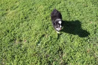 Delta, a female Australian Shepherd for sale in Fair Play, MO – Photo 4 of 10