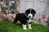 Delta, a female Australian Shepherd for sale in Fair Play, MO – Photo 7 of 10