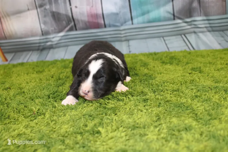 Delta – Australian Shepherd puppy for sale in Fair Play, MO