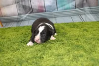 Delta, a female Australian Shepherd for sale in Fair Play, MO – Photo 1 of 10