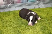 Delta, a female Australian Shepherd for sale in Fair Play, MO – Photo 3 of 10