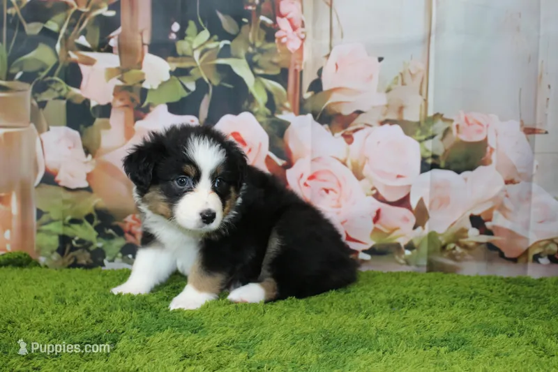 Delta – Australian Shepherd puppy for sale in Fair Play, MO