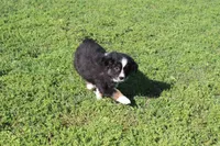 Delta, a female Australian Shepherd for sale in Fair Play, MO – Photo 2 of 10
