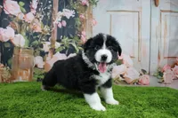 Delta, a female Australian Shepherd for sale in Fair Play, MO – Photo 9 of 10