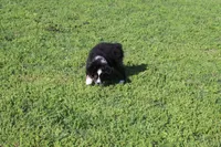 Delta, a female Australian Shepherd for sale in Fair Play, MO – Photo 3 of 10
