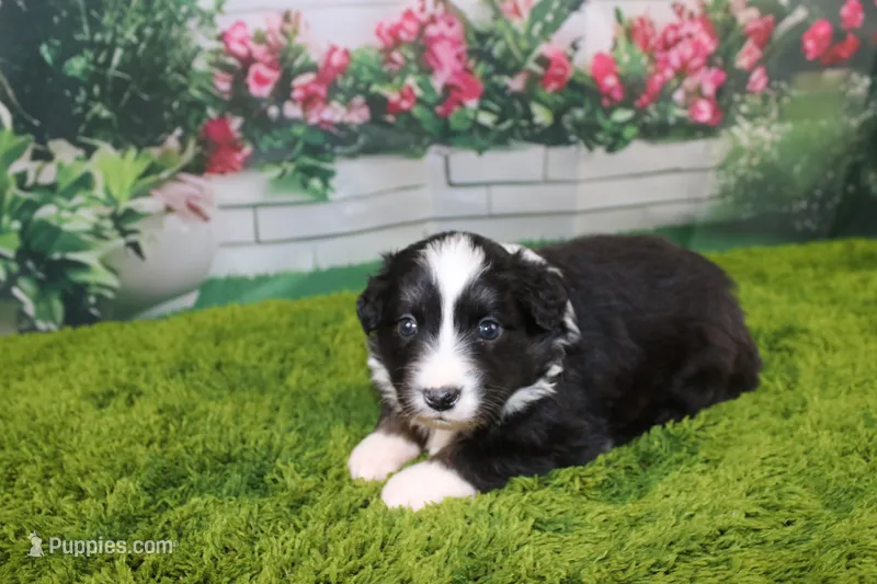 Delta – Australian Shepherd puppy for sale in Fair Play, MO