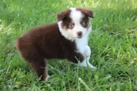 Sandy, a female Australian Shepherd for sale in Fair Play, MO – 1 of 5