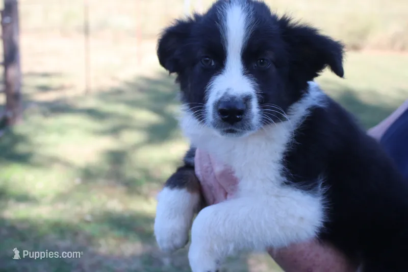 Louie – Australian Shepherd puppy for sale in Fair Play, MO