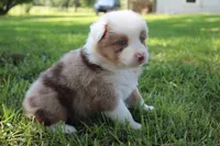 Sienna, a female Australian Shepherd for sale in Fair Play, MO – 3 of 4