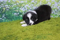 Lucky, a male Australian Shepherd for sale in Fair Play, MO – 7 of 7