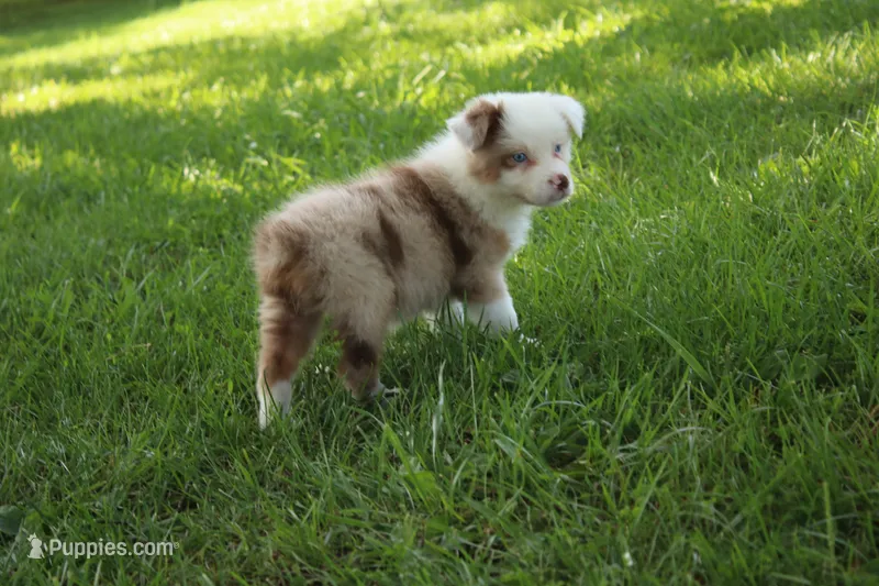 Simone – Australian Shepherd puppy for sale in Fair Play, MO