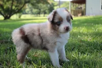Skyla, a female Australian Shepherd for sale in Fair Play, MO – 3 of 6